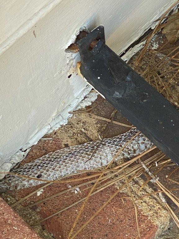 Minneapolis snake skin